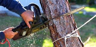 Best Tree Maintenance Programs  in Rock Creek, AL