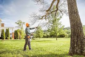 Best Tree Health Inspection  in Rock Creek, AL