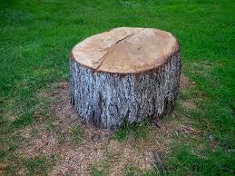 Best Tree Trimming and Pruning  in Rock Creek, AL