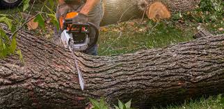 Best Tree Removal  in Rock Creek, AL