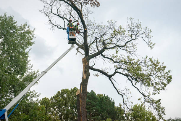 Best Hazardous Tree Removal  in Rock Creek, AL