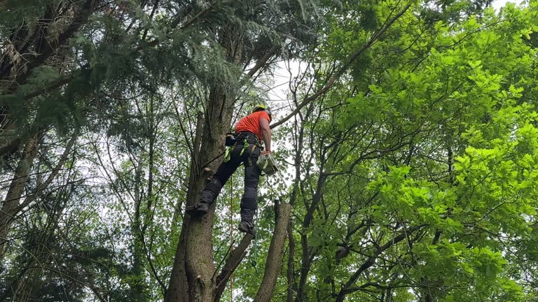 Best Weed Control  in Rock Creek, AL