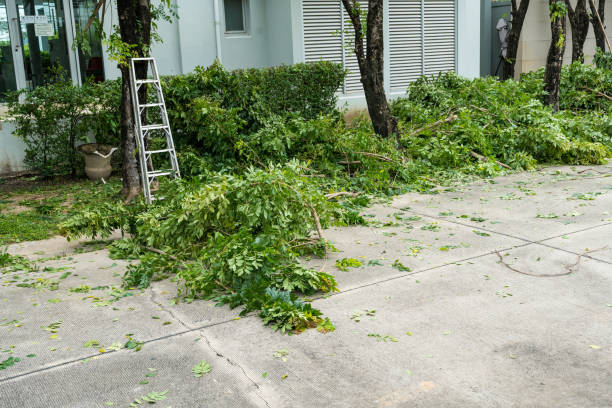 Best Stump Grinding and Removal  in Rock Creek, AL