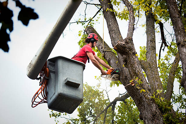 Best Arborist Consultation Services  in Rock Creek, AL