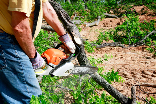 How Our Tree Care Process Works  in  Rock Creek, AL